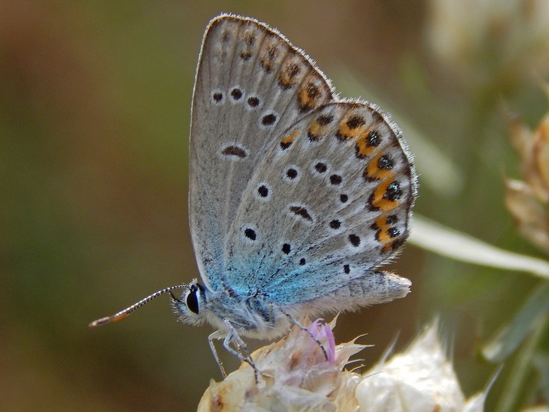 Aiuto ID Plebejus sp.